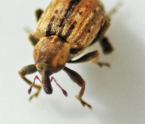Réf. 319 589 : Hypera postica